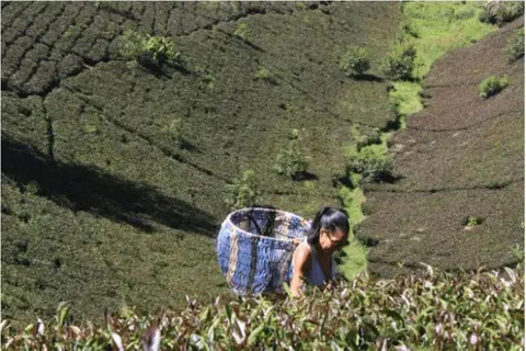 Taste the Rare: Kenya’s Purple Tea Discovery