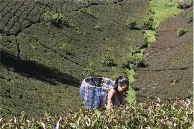 Taste the Rare: Kenya’s Purple Tea Discovery