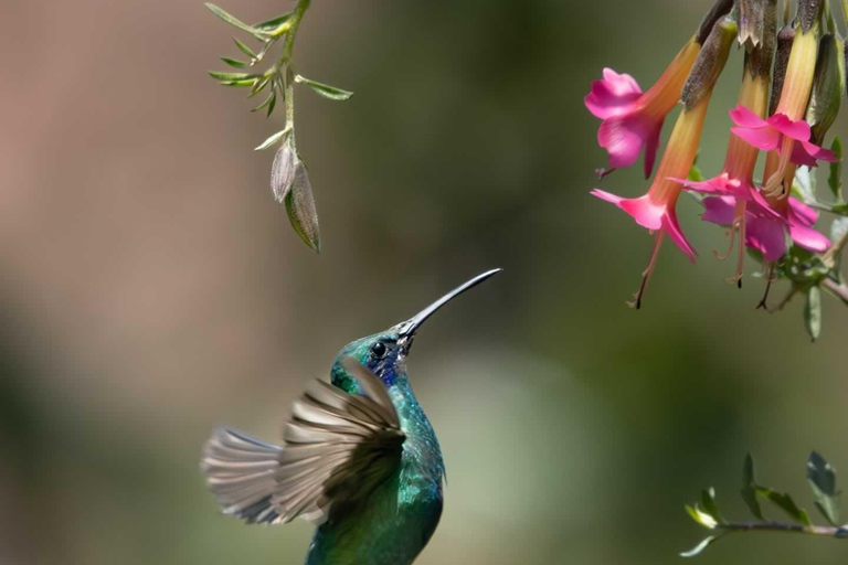 Tour and visit to the hummingbird sanctuary in Cusco