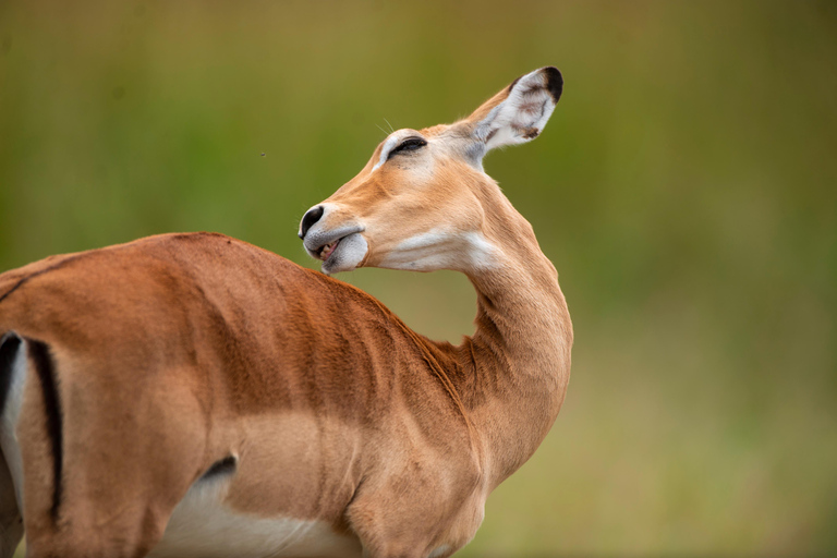 Tanzania: 7-Day Safari with Lodges & Game Drives