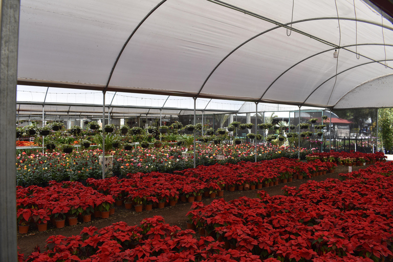 Z Puebla: Cholula i Atlixco Wycieczka prywatna - wszystko wliczone w cenę