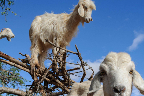 Agadir: Goats on Trees & Crocoparc Tour Goats on Trees & Crocoparc – Entry Ticket Included