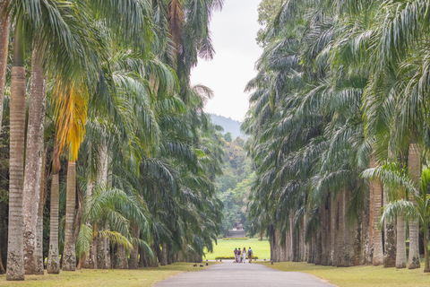 Ambewela to Kandy Scenic Highlands Tour via Nuwara Eliya