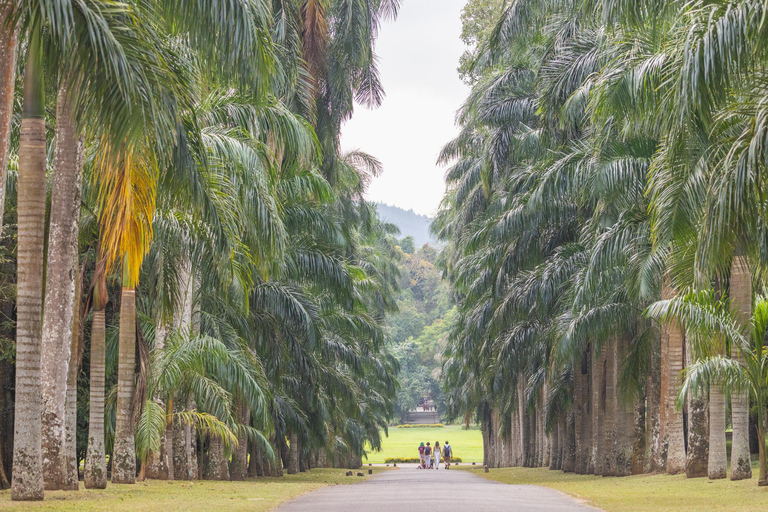 Ambewela to Kandy Scenic Highlands Tour via Nuwara Eliya