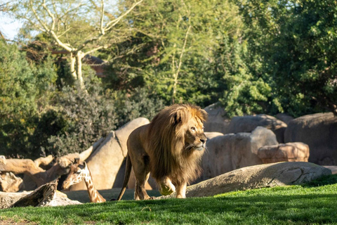 Valencia: Bioparc Valencia Admission Ticket