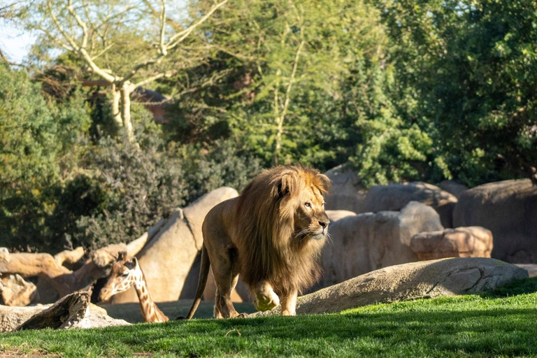 Valencia: Bioparc Valencia Admission Ticket