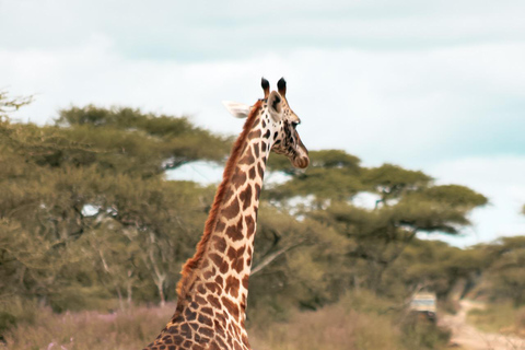 4 jours de safari au Serengeti, au Ngorongoro et au Tarangire