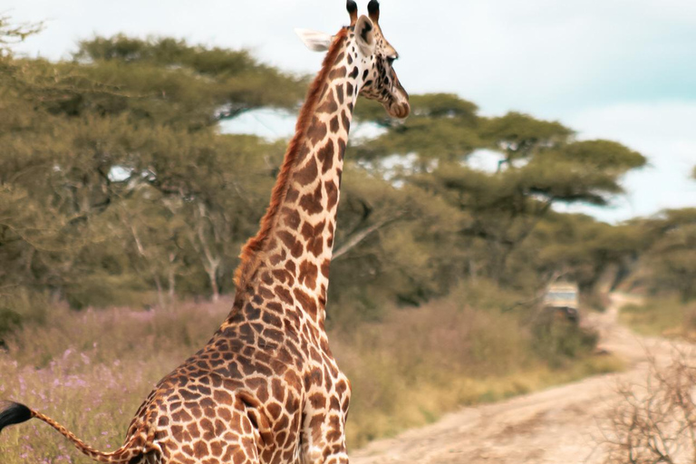 4 jours de safari au Serengeti, au Ngorongoro et au Tarangire