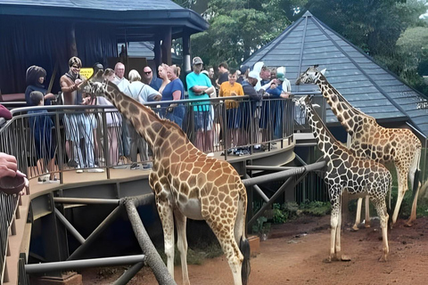 Nationaal park Nairobi, olifantenweeshuis en giraffencentrum