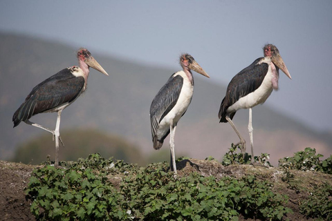 Addis Ababa: Faces & Street Photo Walk Experience