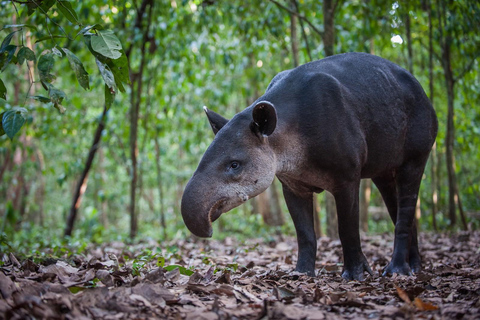 Parque Nacional del Corcovado: Dos días de selva y animales