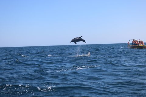 De Portimão : Observation des dauphins et du littoral de Lagos avec un biologiste