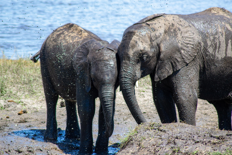 Desde las cataratas Victoria Excursión de un día a Chobe, Botsuana