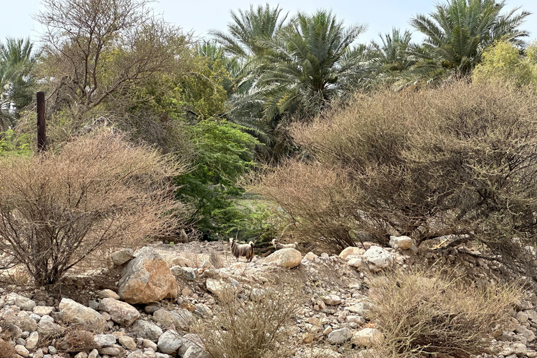 Omani Rooftop Terrace Dining + Village / Wadi Tour