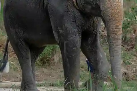 Phuket: Elephant Nature Park Guided Walk med transfer