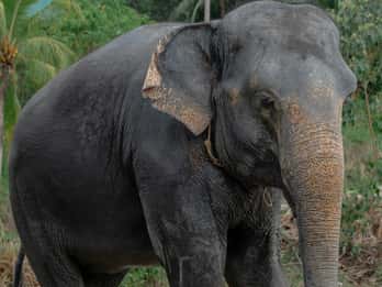 Patong: tour guidato a piedi dell'Elephant Nature Park con trasferimento
