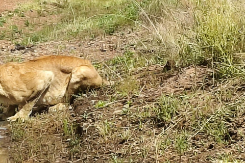 Nairobi National Park: Early Morning or afternoon adventure Early morning game drive in a Landcruiser JEEP