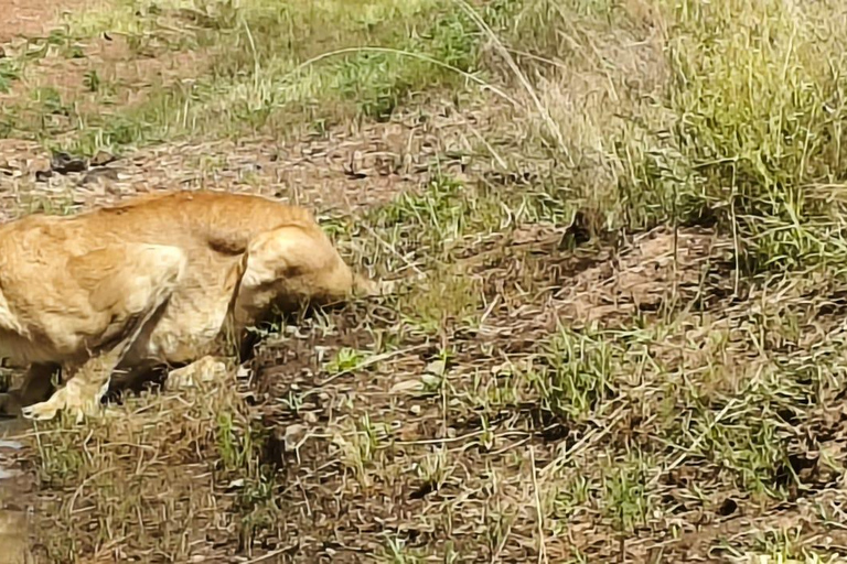 Nairobi National Park: Early Morning or afternoon adventure Early morning game drive in a Landcruiser JEEP