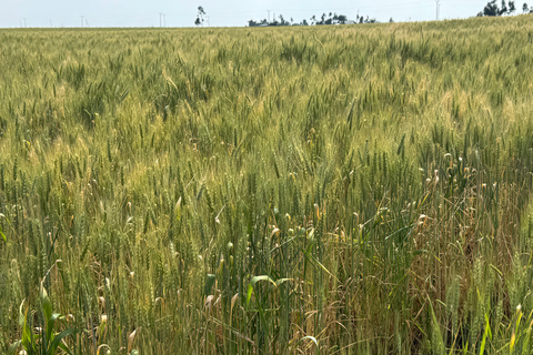 Addis Ababa: Debre Libanos, Gelada Baboons, & Gorge Tour