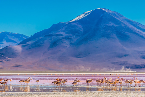 3 Days Salt Flats Tour with Transfer to San Pedro de Atacama