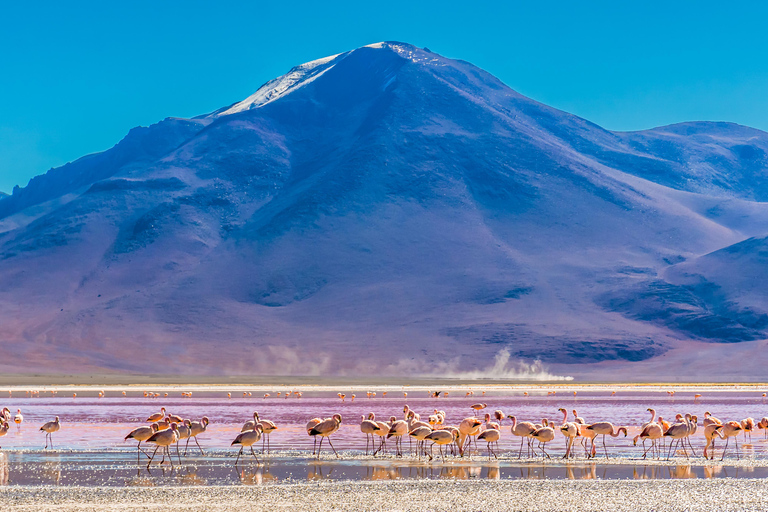 3 Days Salt Flats Tour with Transfer to San Pedro de Atacama