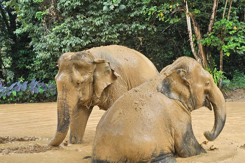 From Khao Lak: Bamboo Rafting & Jungle Trekking in Khao Sok Bamboo Rafting and Ethical Elephant Experience