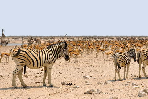 Smaak van Namibië Avonturentour