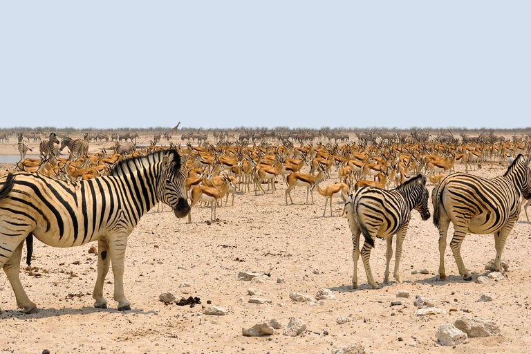 Smaak van Namibië Avonturentour