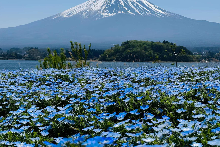 From Tokyo : Mount Fuji Private Day Trip with Hotel Pickup Mount Fuji & Hakone Customize Tour With English Guide