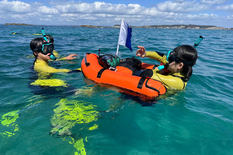 Auckland: Guided Snorkeling Tour and Island Exploration