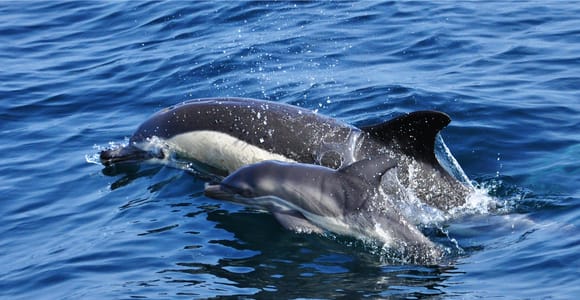 Gibraltar: Day Trip navigating with dolphins monolingual