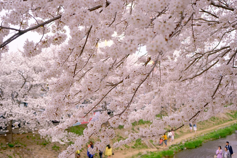 Visite des cerisiers en fleurs sur la plage de Busan