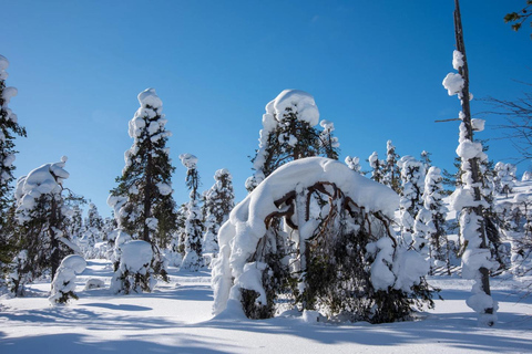 Pyhä: Skiing Tour in Arctic Forest