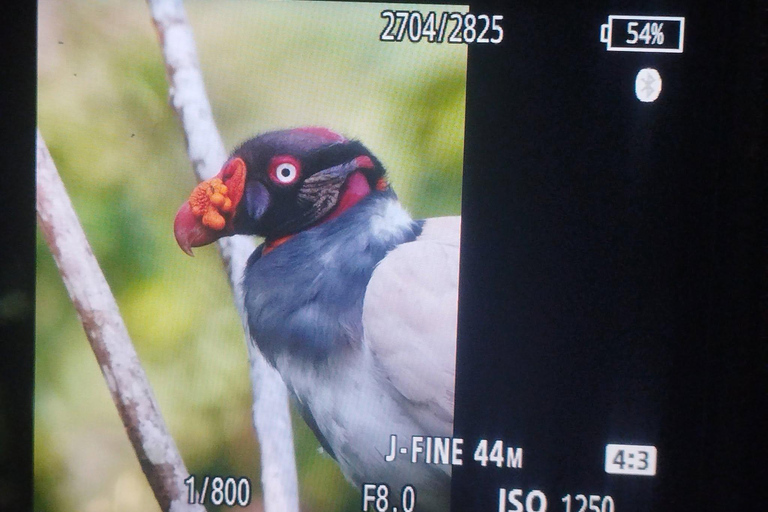 From Cusco: 4-Day Manu Cloud Forest Birdwatching Tour