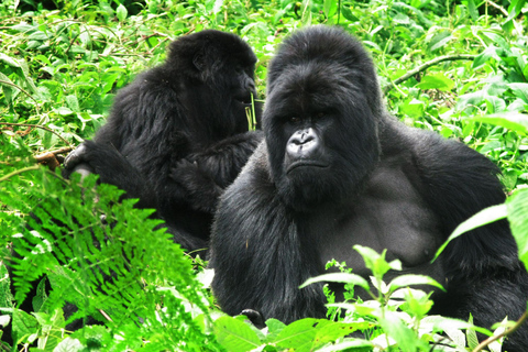 3-Day Bwindi Gorilla Trekking Safari