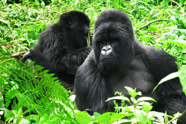 3-Day Bwindi Gorilla Trekking Safari