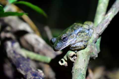 Monteverde: Private Nighttime Wildlife Tour