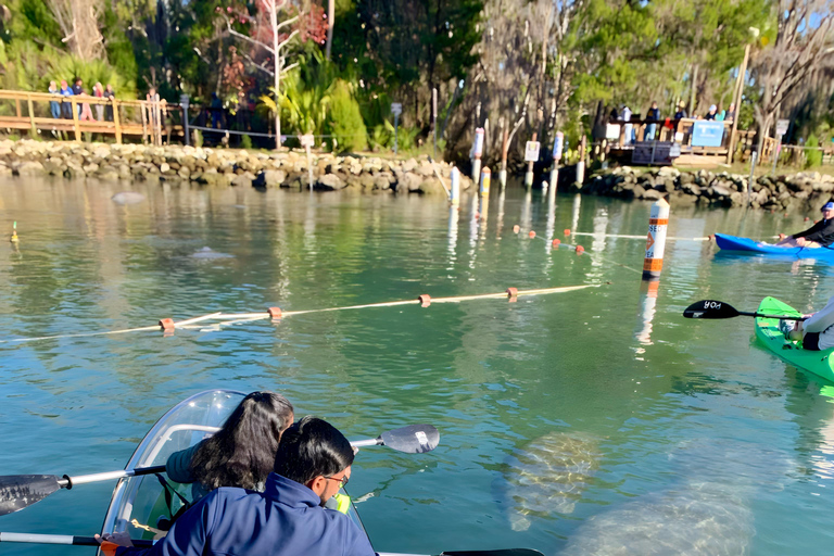 Crystal River: Three Sisters Spring Manatee Clear Kayak Tour
