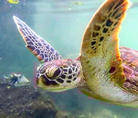 Mnemba Island、Turtle Tour、Kuza Cave、The Rock - Housity