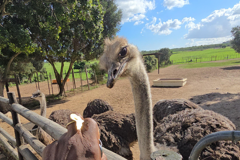 Cape Town: Ostrich Ranch Safari with Hotel Transfer