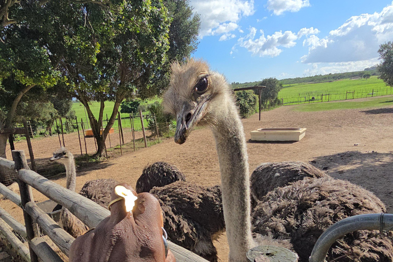 Cape Town: Ostrich Ranch Safari with Hotel Transfer