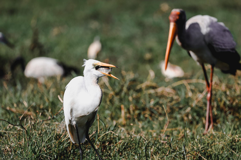 Chobe River Private 3 Hour Boat Safari