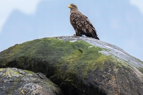 Abisko: Midnight Sun, Norwegian Fjords & Wildlife