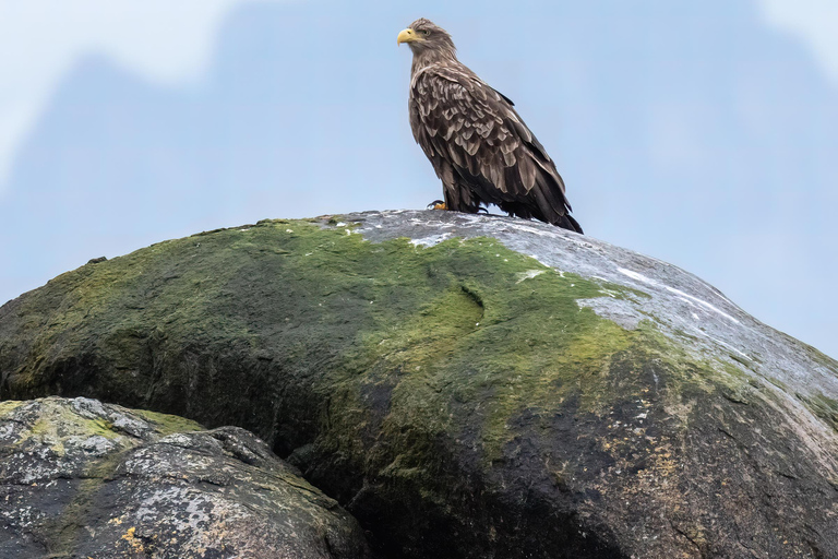 Abisko: Midnight Sun, Norwegian Fjords & Wildlife