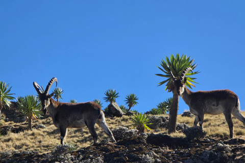 Äthiopien: 29-tägige Tour durch den Norden, Osten und Süden
