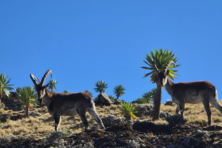 Äthiopien: 29-tägige Tour durch den Norden, Osten und Süden