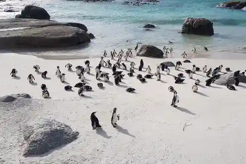 Kapstaden: Godahoppsudden och pingvinerna vid Boulders Beach