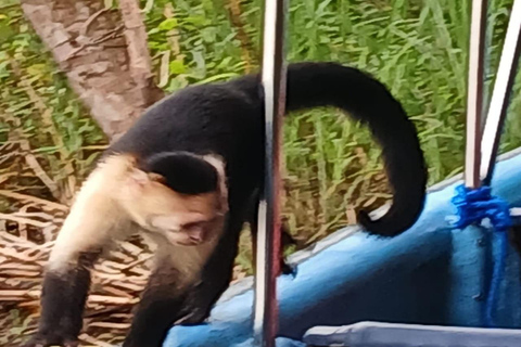 Panama: Monkey Island Sightseeing Tour