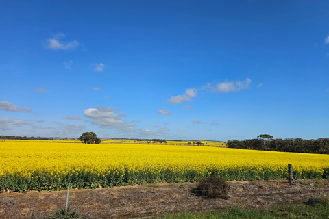 Perth: Wave Rock, Mulka's Cave, and Hippo's Yawn( Day Tour)