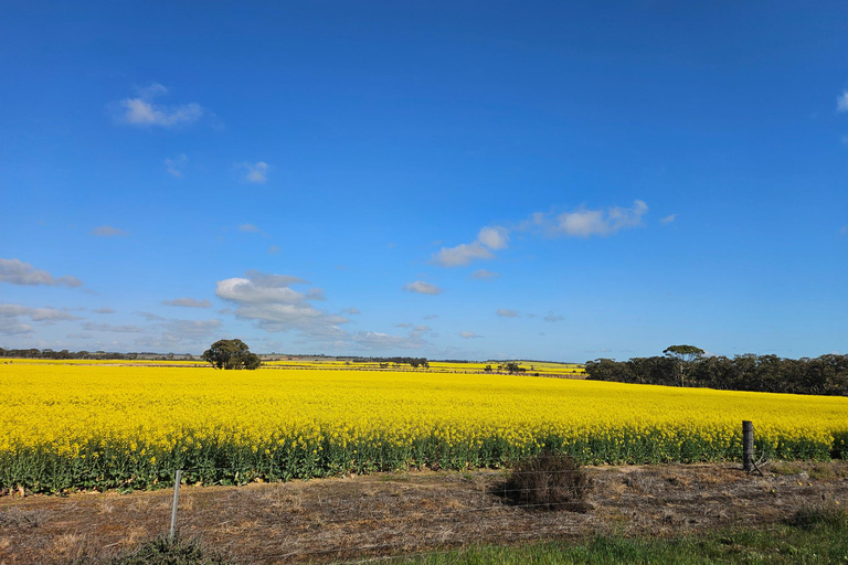 Perth: Wave Rock, Mulka's Cave, and Hippo's Yawn( Day Tour)